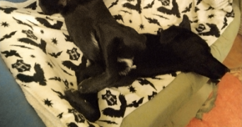 laure pet sitter à HYERES 83400_2