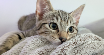 oceane pet sitter à LANESTER 56600_1