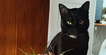 lyna pet sitter à PALAISEAU 91120_5