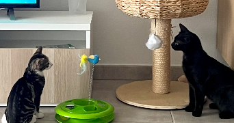 lucie pet sitter à THEZA 66200_9