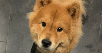 jennah pet sitter à VANDOEUVRE LES NANCY 54500_2
