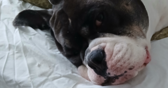 léo pet sitter à ST DENIS 93210_5