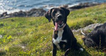 marion pet sitter à LORIENT 56100_6