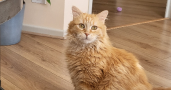 pauline pet sitter à Besançon 25000_1
