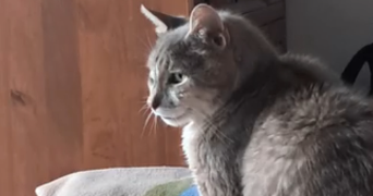 emeline pet sitter à BRUGES 33520_1