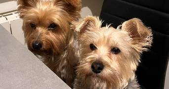 cynthia pet sitter à BOUZEL 63910_2