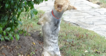 marie christine dog sitter à SOULLANS 85300_0