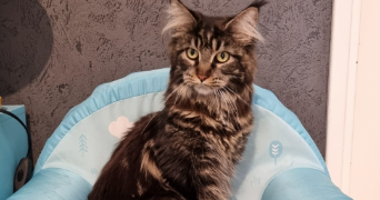 tatiana pet sitter à Luçon  85400_4