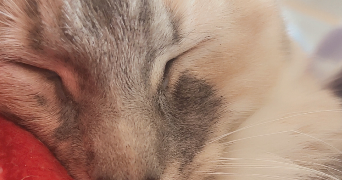 emeline pet sitter à BONNY SUR LOIRE 45420_1