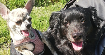 max pet sitter à LE MONTET 03240_1