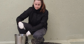 clémence pet sitter à BEAUREVOIR 02110_0