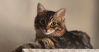 eva pet sitter à LYON 05 69005_1