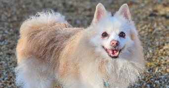 marlene pet sitter à AUNEAU BLEURY ST SYMPHORIEN 28700_16