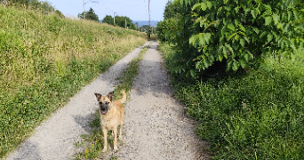 guylène pet sitter à AYSE 74130_19