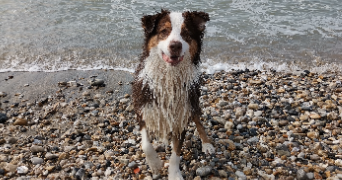 maëlle pet sitter à ST NAZAIRE 44600_1