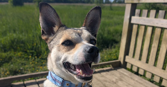 inès pet sitter à CHALONS EN CHAMPAGNE 51000_1