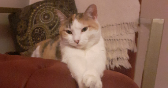célia cat sitter à NANTES 44000_7