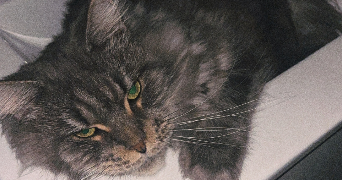 océane pet sitter à OLORON STE MARIE 64400_6
