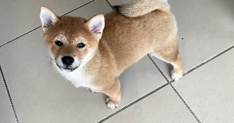 inès pet sitter à LES PENNES MIRABEAU 13170_0