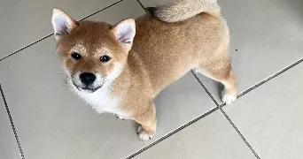 inès pet sitter à LES PENNES MIRABEAU 13170