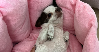 charlotte pet sitter à ST CYR SUR MER 83270_6