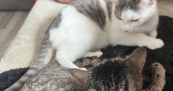 harmony pet sitter à STRASBOURG 67100_1
