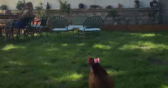 bahia pet sitter à ARGENTEUIL 95100_2