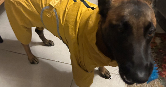olivia pet sitter à PARIS 15 75015_2