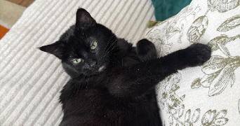 ophélie pet sitter à COLOMBES 92700_2