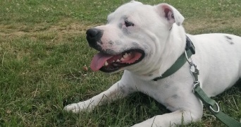 aurelie pet sitter à FRAIZE 88230_3