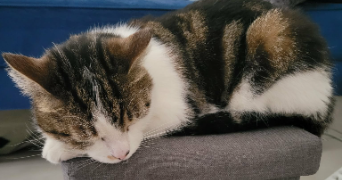 selen pet sitter à CLERMONT FERRAND 63100_6