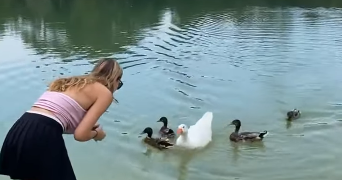 luna pet sitter à TOURS 37000_6