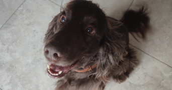lea pet sitter à BEAUVALLON 26800_1
