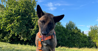 emma pet sitter à STRASBOURG 67000_1