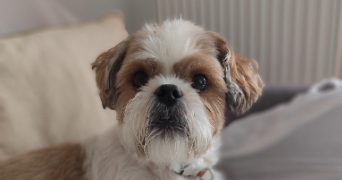 stéphanie pet sitter à PONTAULT COMBAULT 77340_3