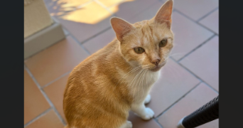 luana pet sitter à FRONTIGNAN 34110_3