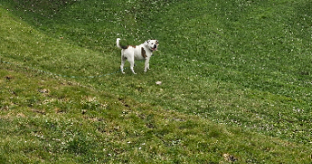 anne laure pet sitter à WAZIERS 59119_2