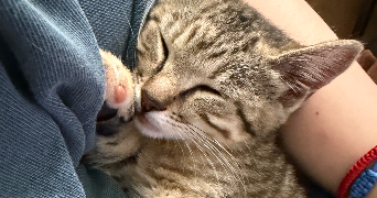 nolwenn pet sitter à ETAMPES 91150_1