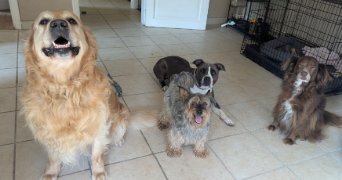camille pet sitter à Sotteville-lès-Rouen 76300_8