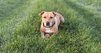 daphne pet sitter à L ISLE D ABEAU 38080_0