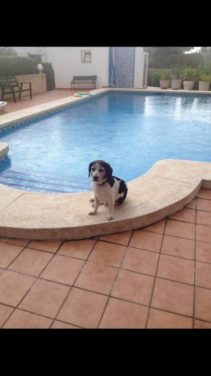 Kenza pet sitter à Châtillon 92320