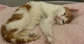 sylvie pet sitter à HOUPPEVILLE 76770_1