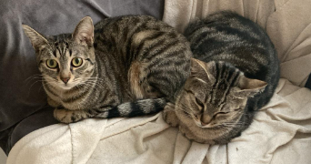 rebecca pet sitter à GONESSE 95500_3