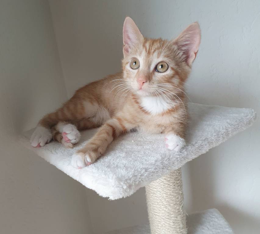 Lucile pet sitter à Ernolsheim-Bruche 67120_1