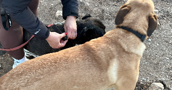 célia pet sitter à BRUGES 33520_3