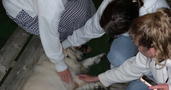 marion pet sitter à TOULOUSE 31000_3