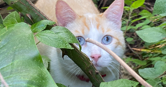 lucia pet sitter à NICE 06200_9