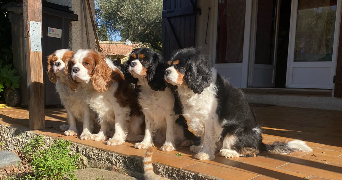 lisa pet sitter à SANTA MARIA POGGIO 20221_1