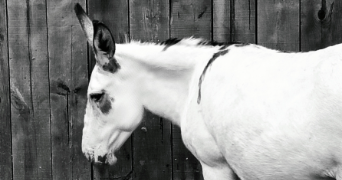 corinne pet sitter à CRETEIL 94000_0