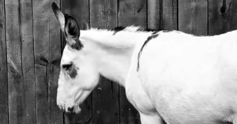 corinne pet sitter à CRETEIL 94000